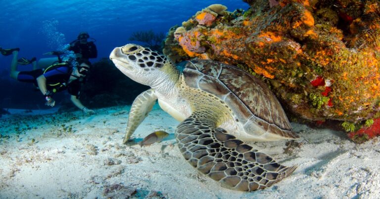 Top 10 Spearfishing Destinations in Florida
