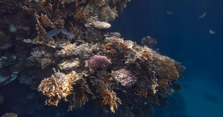 Spearfishing in the Red Sea: Egypt’s Best Dive Sites for 2025