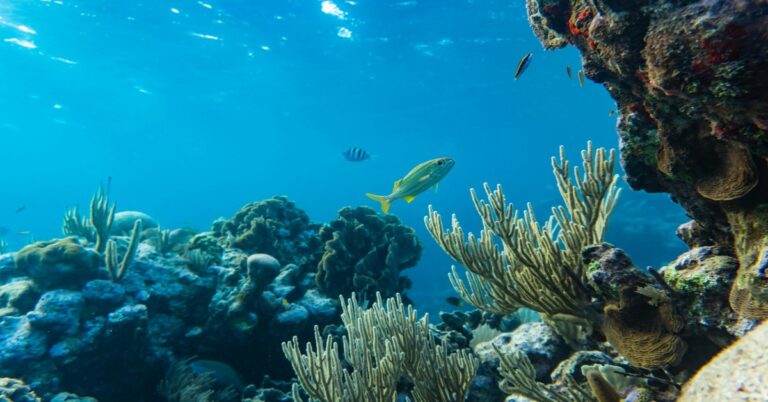 Spearfishing in Brazil: Targeting Giant Cubera Snapper