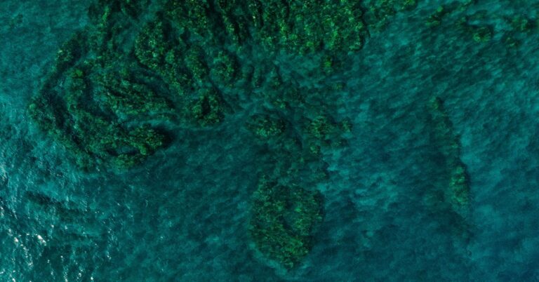 Spearfishing in Mozambique: The Complete Practical Guide to Untouched Indian Ocean Waters