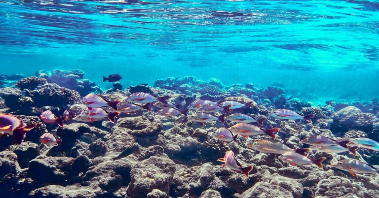 Spearfishing in Zanzibar: A Practical Guide to the Spice Islands