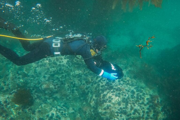The Best Spearfishing Torches for Cracks and Night Dives: A No-Nonsense Buyer’s Guide
