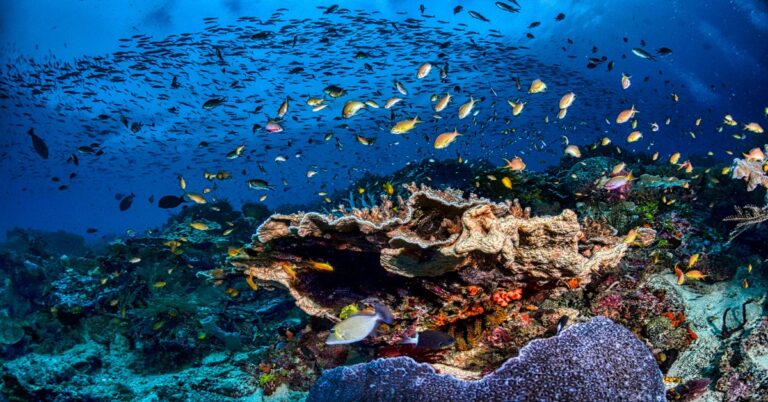 Stalking Techniques: How to Approach Skittish Reef Fish