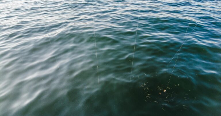 Using Flashers and Burley to Attract Fish: A Spearfishing Guide