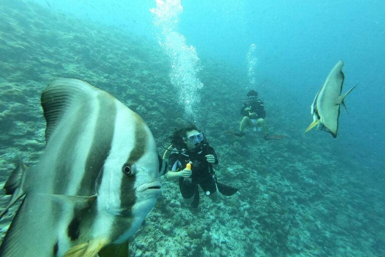 Understanding Pelagic Fish Behavior for Better Spearfishing
