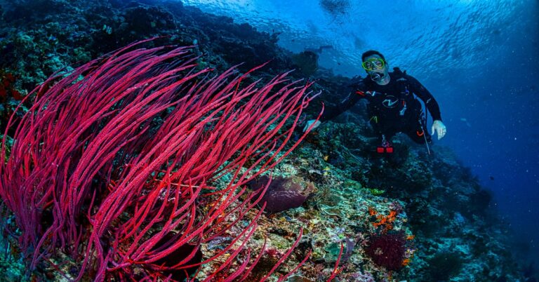 diver-holding-spearfishing-stringer