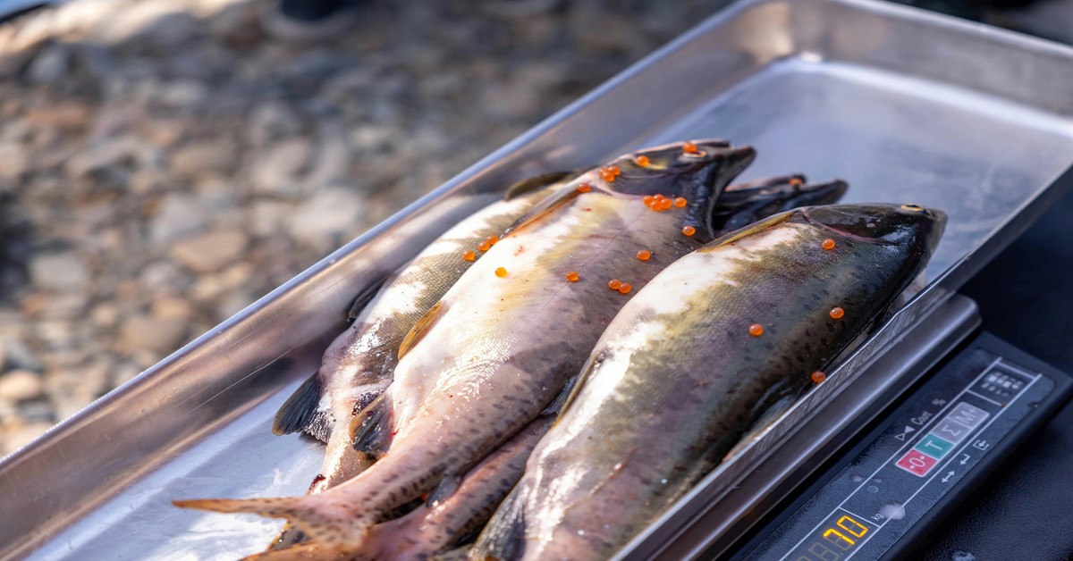 spearfisher-measuring-fish-on-boat