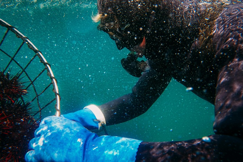 Using Flashers and Burley to Attract Fish A Spearfishing Guide - spearfishing flashers and burley