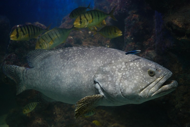 Spearfisher carefully extracting a grouper from a rocky hole underwater
