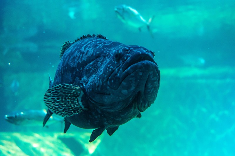 Grouper hiding under a coral ledge in clear blue water