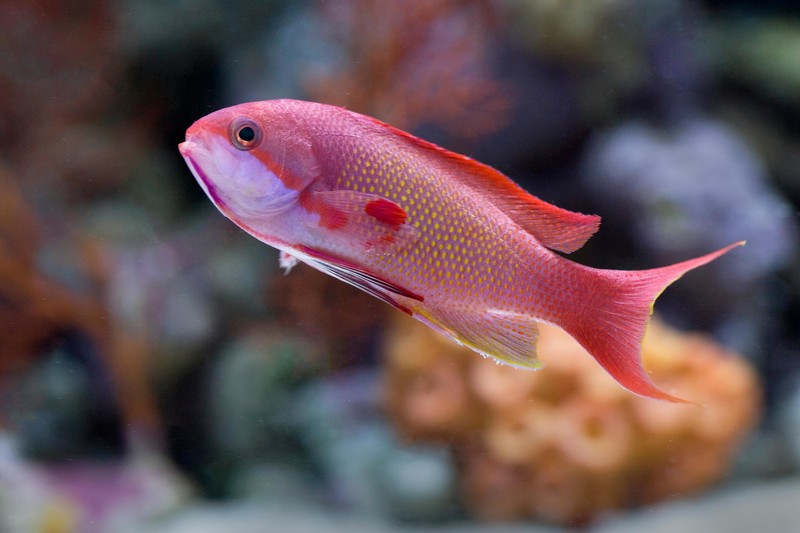 Australia Spearfishing Exploring the Great Barrier Reef - spearfishing australia