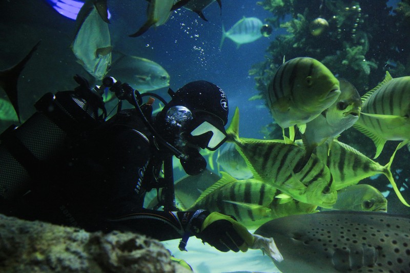 Top 7 Best Spearfishing Action Cameras for Capturing the Hunt in 2025 - best camera for spearfishing