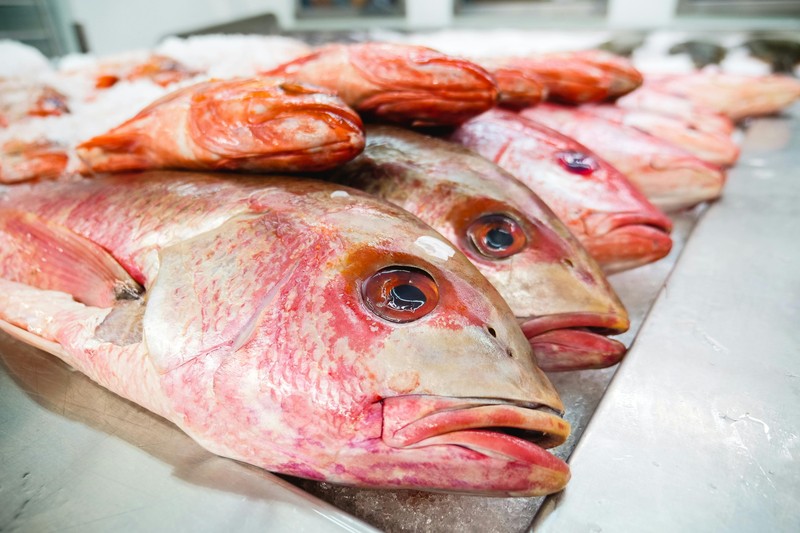 Top 10 Spearfishing Destinations in Florida - spearfishing florida