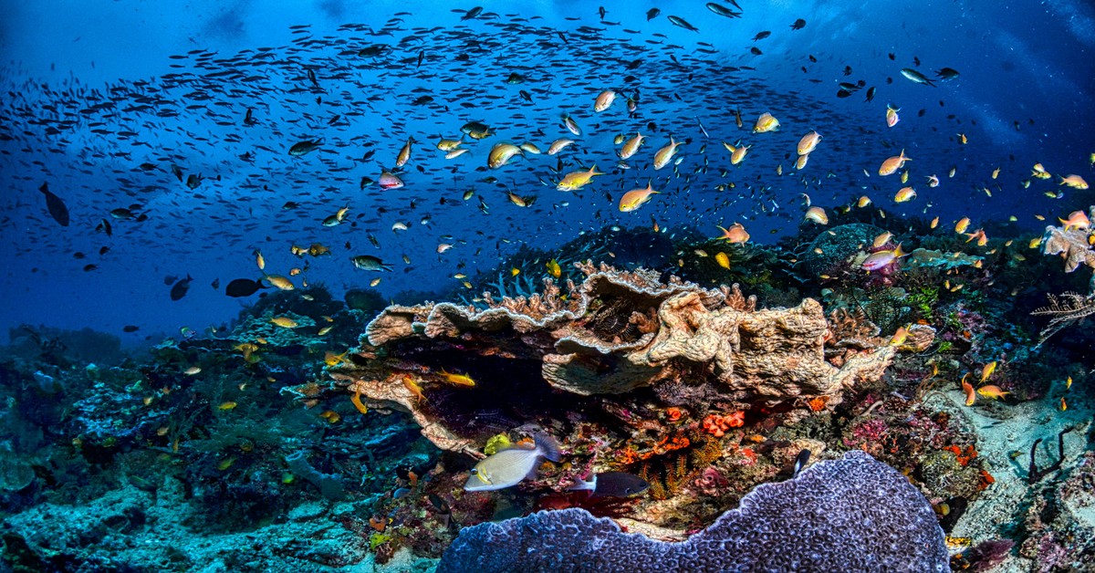 Spearfisher in camo wetsuit stalking fish over a coral reef