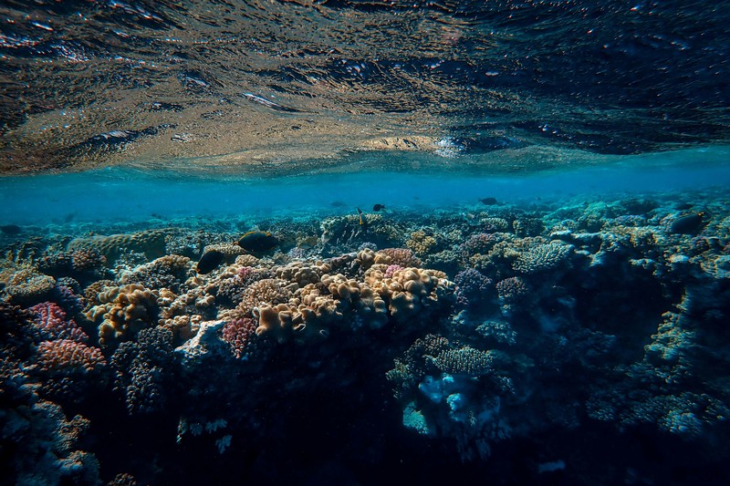 Spearfishing techniques