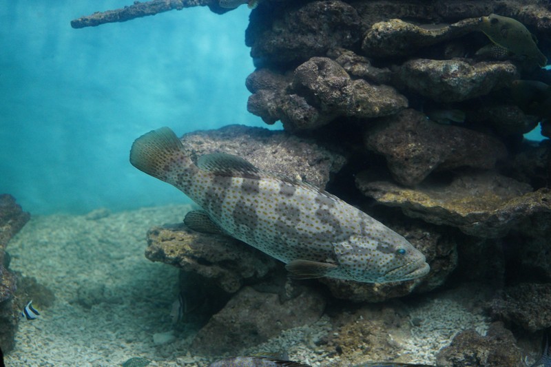 Top 10 Spearfishing Destinations in Florida - spearfishing florida