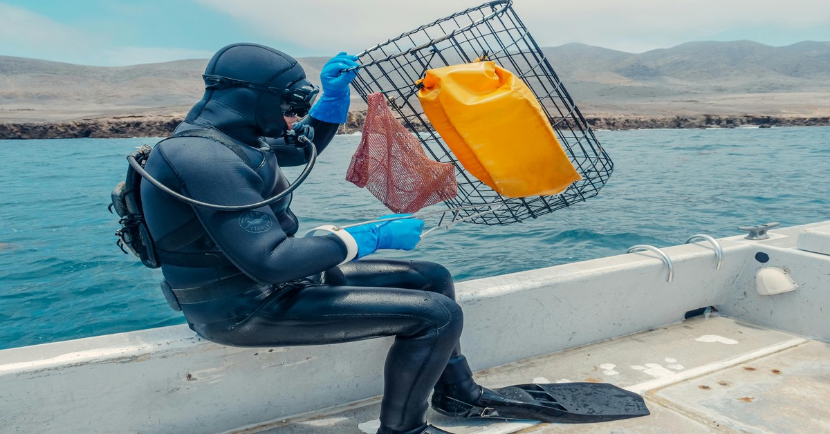 How to Measure Your Fish Correctly for Legal Compliance - measuring fish spearfishing