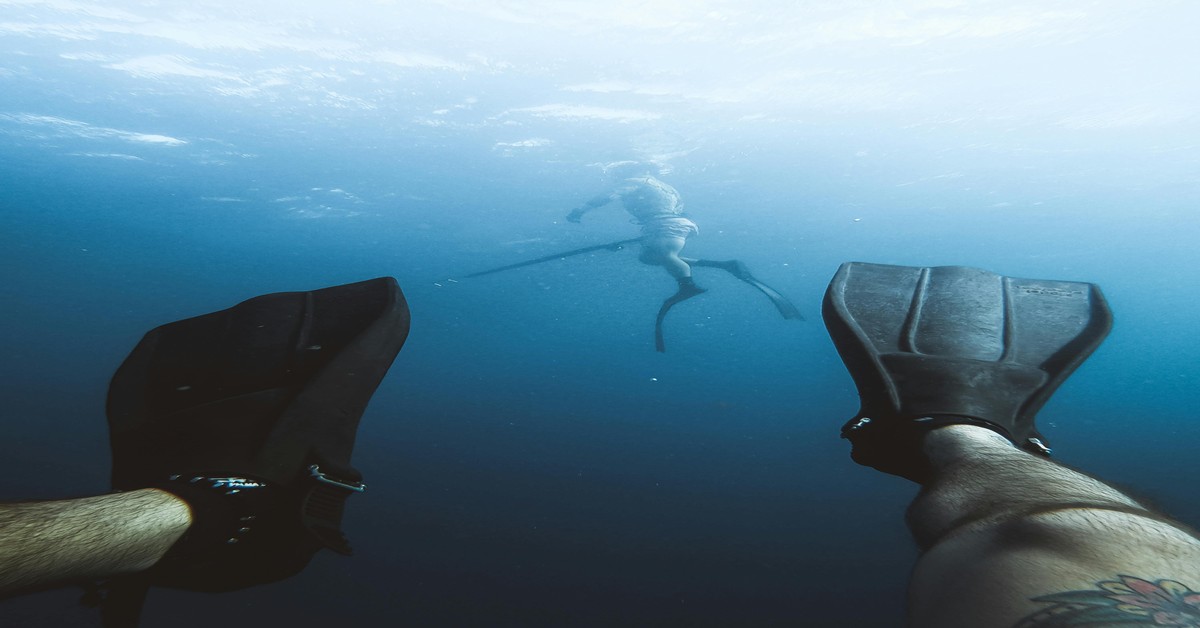 Spearfishing in New Zealand Complete Guide to Targeting Huge Kingfish - spearfishing new zealand