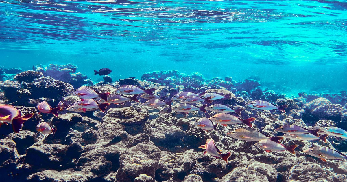 Spearfishing in Zanzibar A Practical Guide to the Spice Islands - spearfishing zanzibar