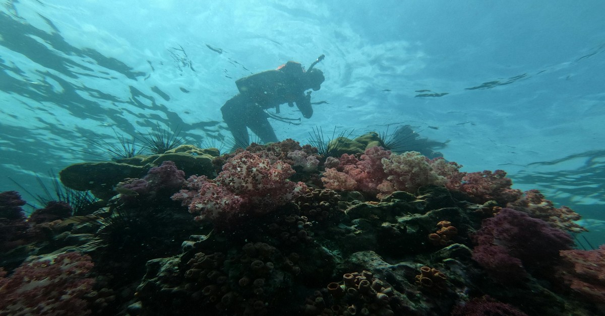 Great Barrier Reef spearfishing